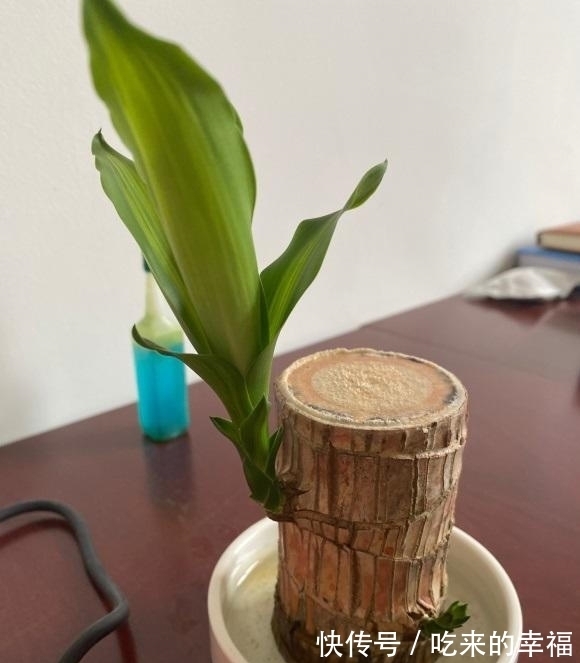 30块钱买到的小木桩，放在水里就长叶，养护简单，当成桌摆