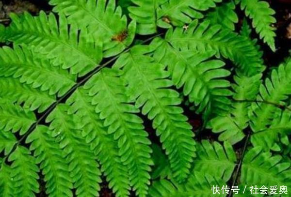 a614|农村的一种野草,治疗骨折、腰骨酸痛、胆囊炎、尿路感染有奇效