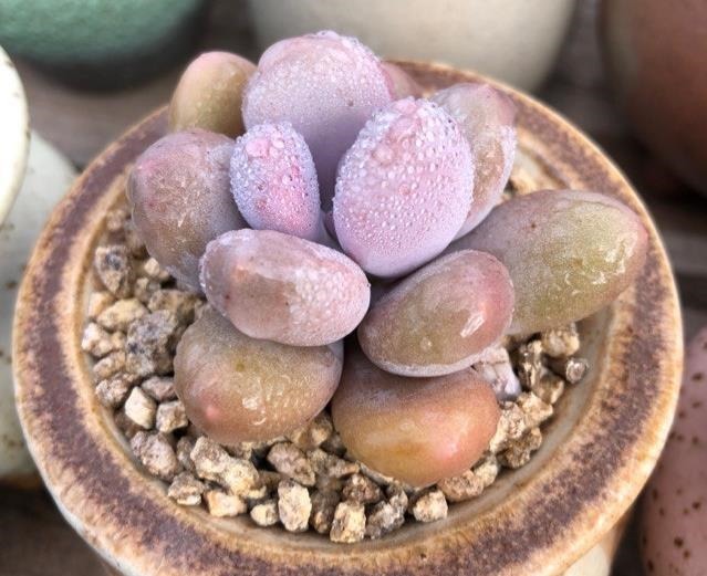 多肉植物浇水、淋雨过多该怎么处理做好几步,多肉不会黑腐