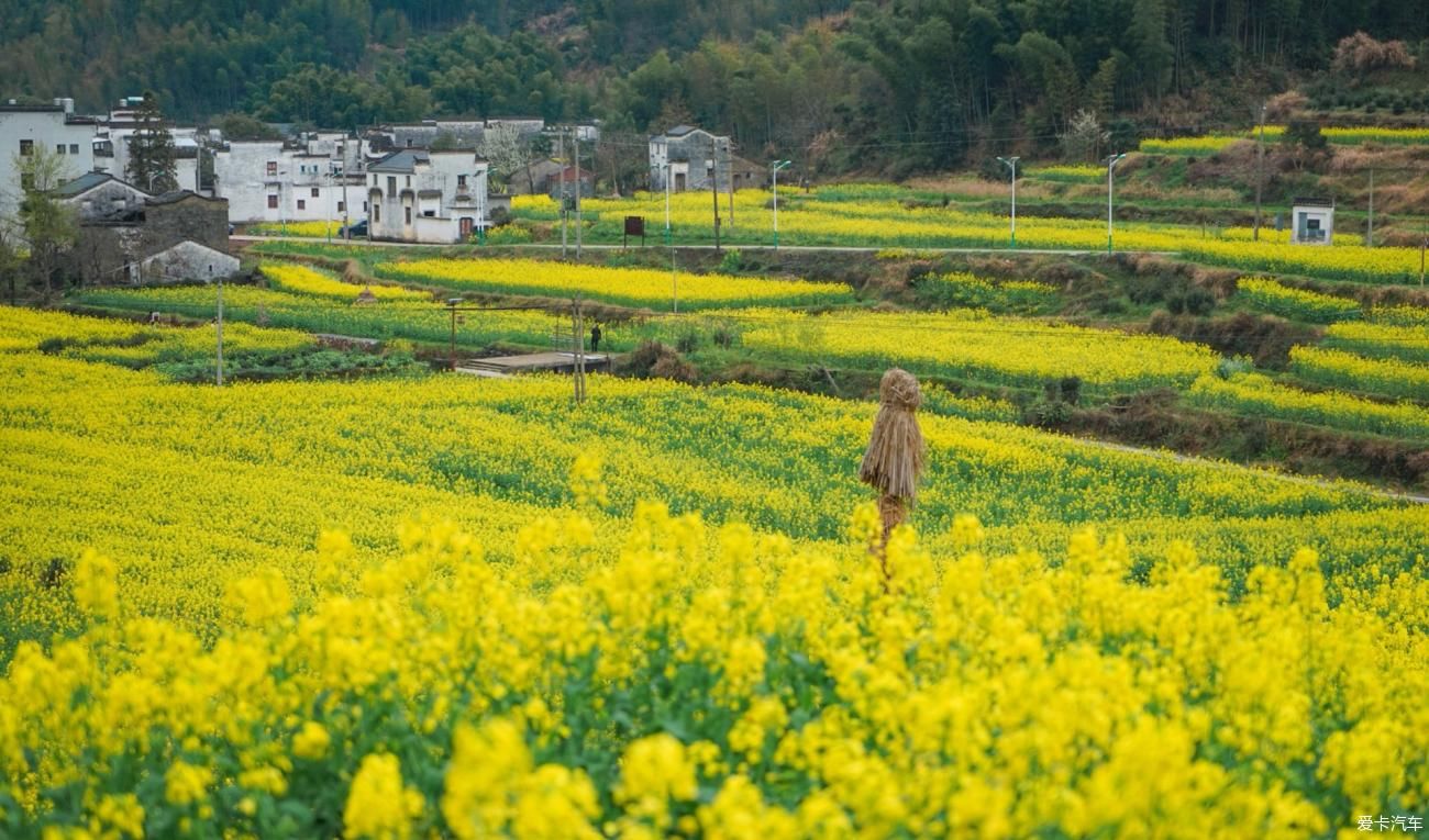 我又来婺源欣赏油菜花了