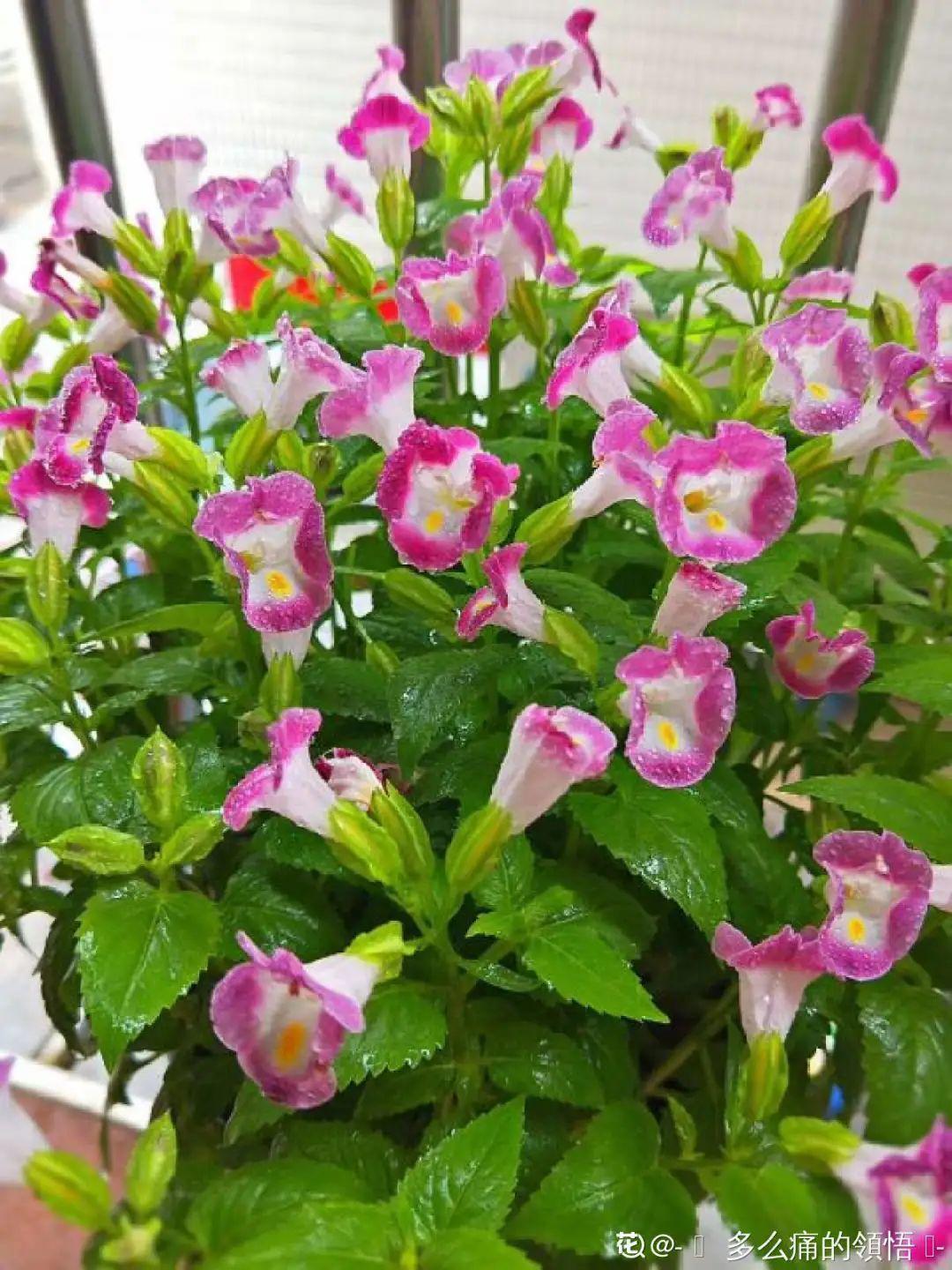 蕾丝|30种夏天花,热不死、晒不死,大半年都开花,还没病虫害