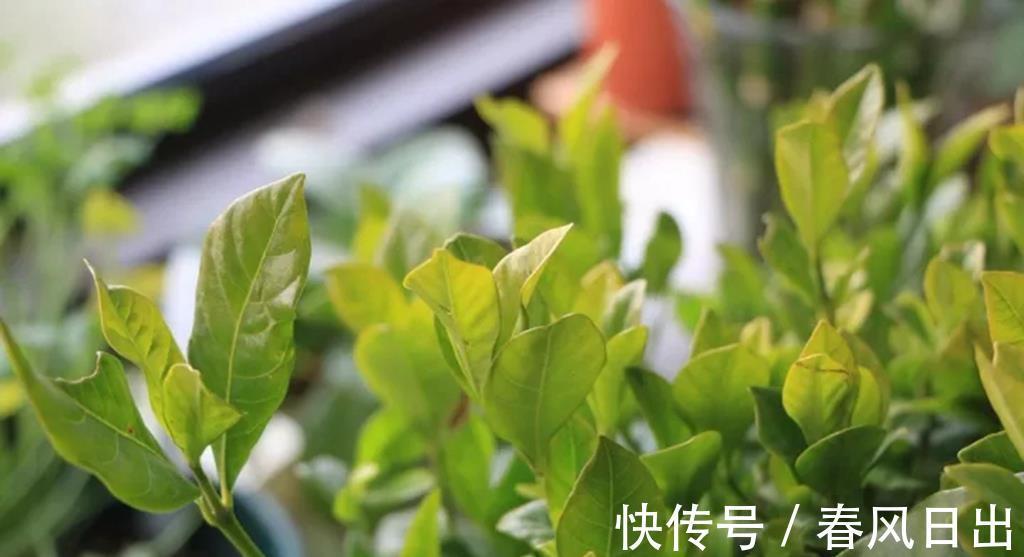 花苞|栀子花不开花,2个根源要明白,别踩雷,开花一茬又一茬