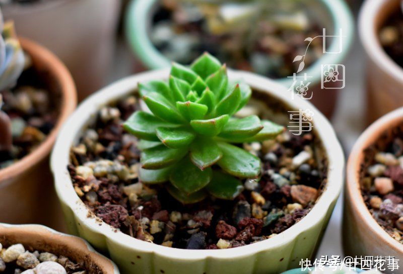 好心|多肉上盆后，新手喜欢拔苗助长，以为是“好心”，结果肉肉没服盆