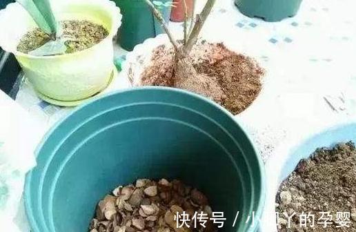 吃剩的3种垃圾别乱丢,拿来养花肥效足,叶片常年绿油油