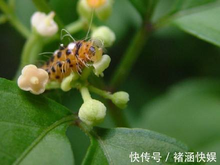 徐长卿|农村野草，叶片凉拌好吃，有杀菌、抗病毒的作用，你是否认识