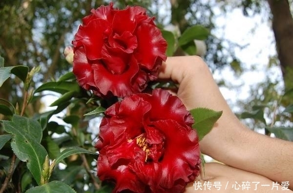 黑魔法|最艳丽的盆栽花卉,花型极大,生长旺盛,是茶花里的黑色皇后