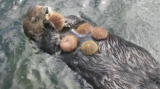 看到萌萌的海獭在吃海胆?其实它们是在拯救海洋!