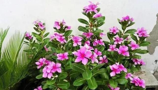 勺浇盆|春天养花不用愁,厨房里的它,取1勺浇盆里,啥花都疯长