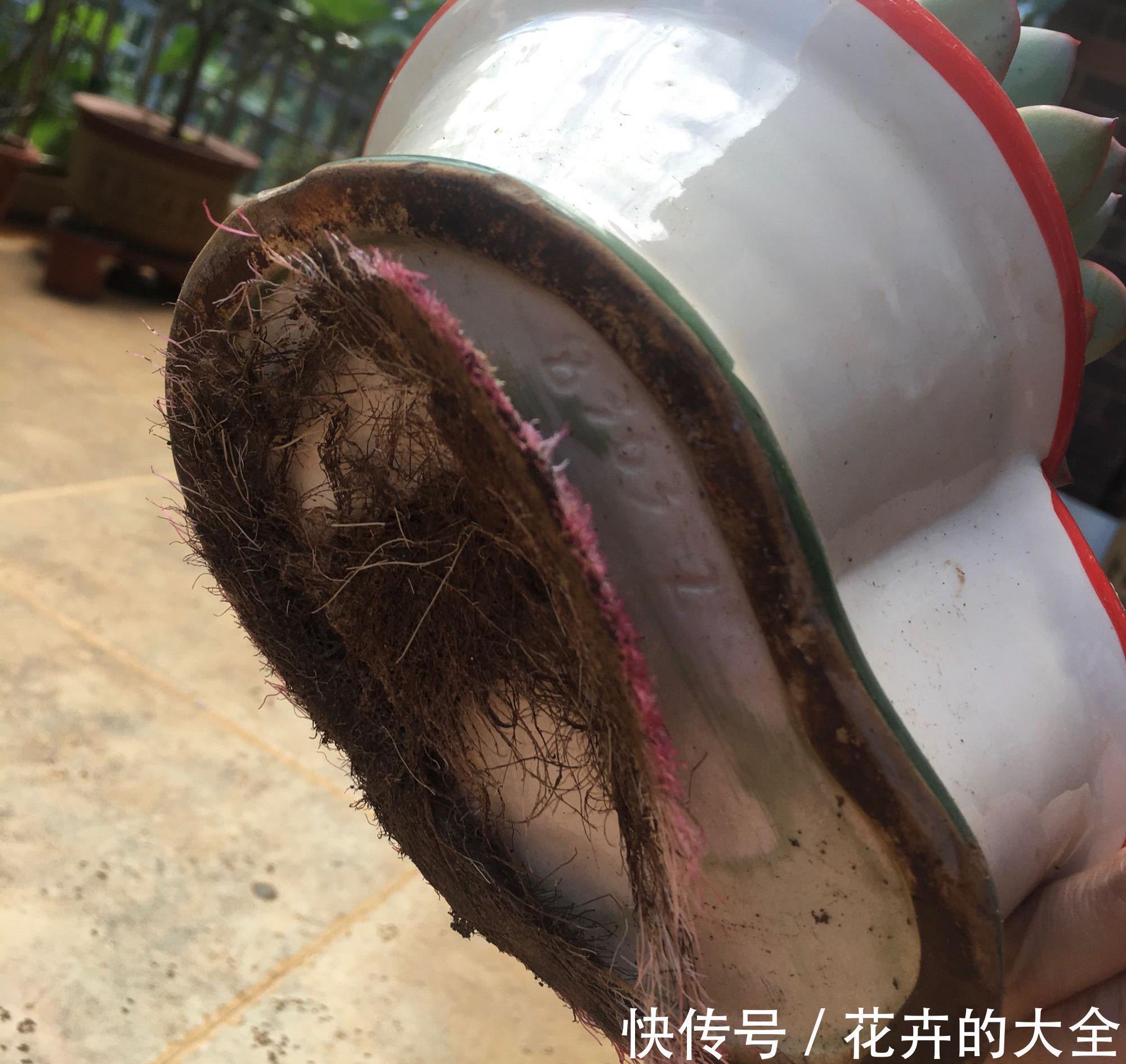 怎么才能养出漂亮的多肉,养好根随便虐,盆盆都漂亮,个个胖嘟嘟