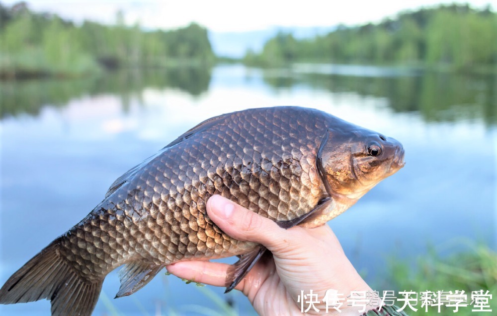 自制|冬季野钓鲫鱼，用这些自制饵料，诱鱼、留鱼、上鱼远胜其它鱼饵