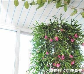 镇宅|3种“便宜花”这样养一养,一年变“老桩”,开花千朵还“镇宅”