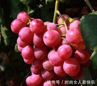 有钱人家院子里要栽此果树,美味可口又聚财,有土有水就不死