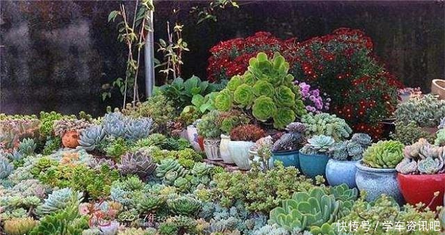 婆婆说家有平房,正好把多肉养屋顶,夏季易出状态,室内还凉爽!