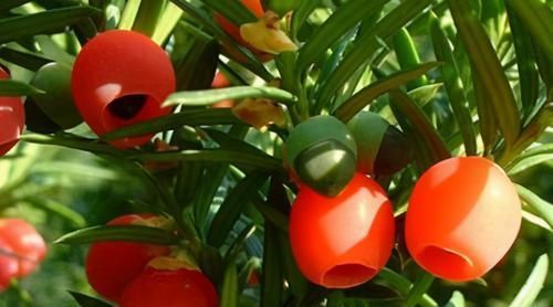  女性|聪明女性常食3种食物，淡化色斑，润肤美白，皮肤更加水灵