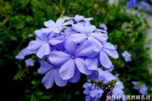 几种花卉养在家里，花大色艳胜玫瑰，喜庆又漂亮