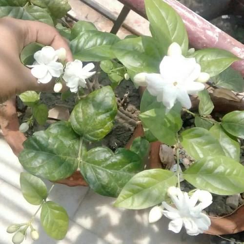 想让盆栽茉莉多开花，这几个养护技巧必不可少