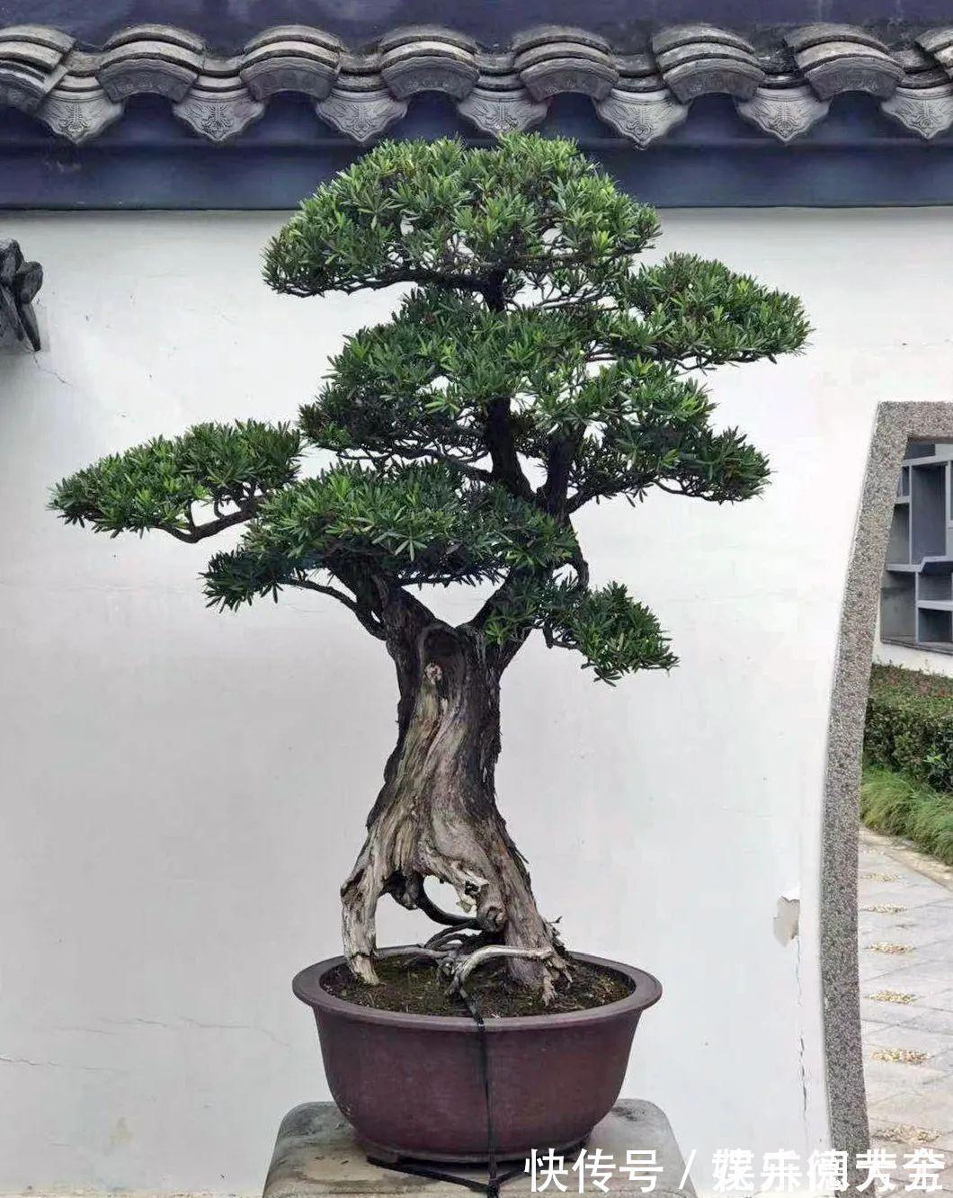 罗汉松|7种“转运花”,家里养一盆,漂亮又吉利,还有好运气