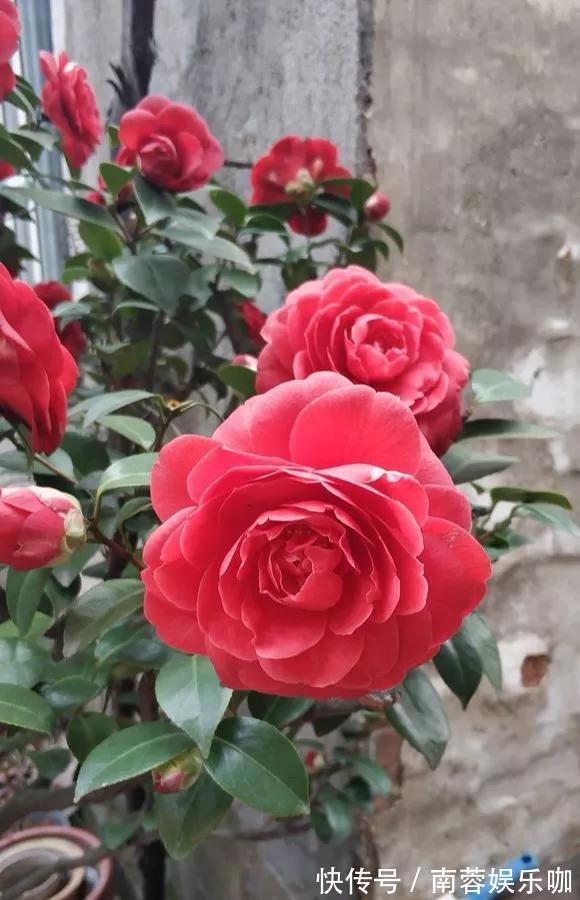 对花有一种特殊的情怀,能养几十年的花,养1盆当传家宝!