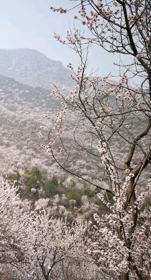 燕平八景白虎涧桃花杏花遍山野（新华社杨兆波报道）