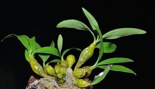 雌性激素|卵巢早衰不要慌,女人多吃6种食物,补充雌激素,卵巢更年轻