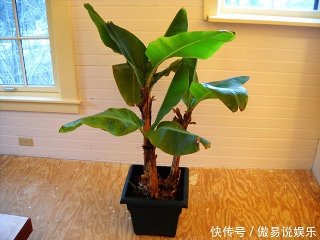 香蕉以后烂了也不扔了,来看下香蕉是怎么种植的!