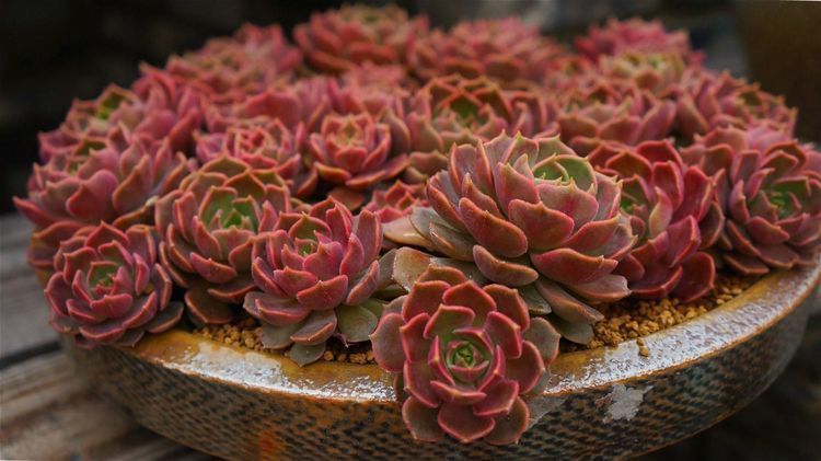 多肉盆里加点料,多肉蹭蹭长,越长越萌!