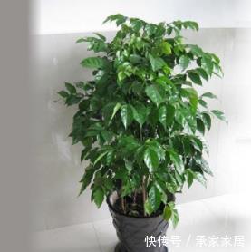 叶子|幸福树刷刷掉叶子，清楚几点，告别幸福树掉叶子