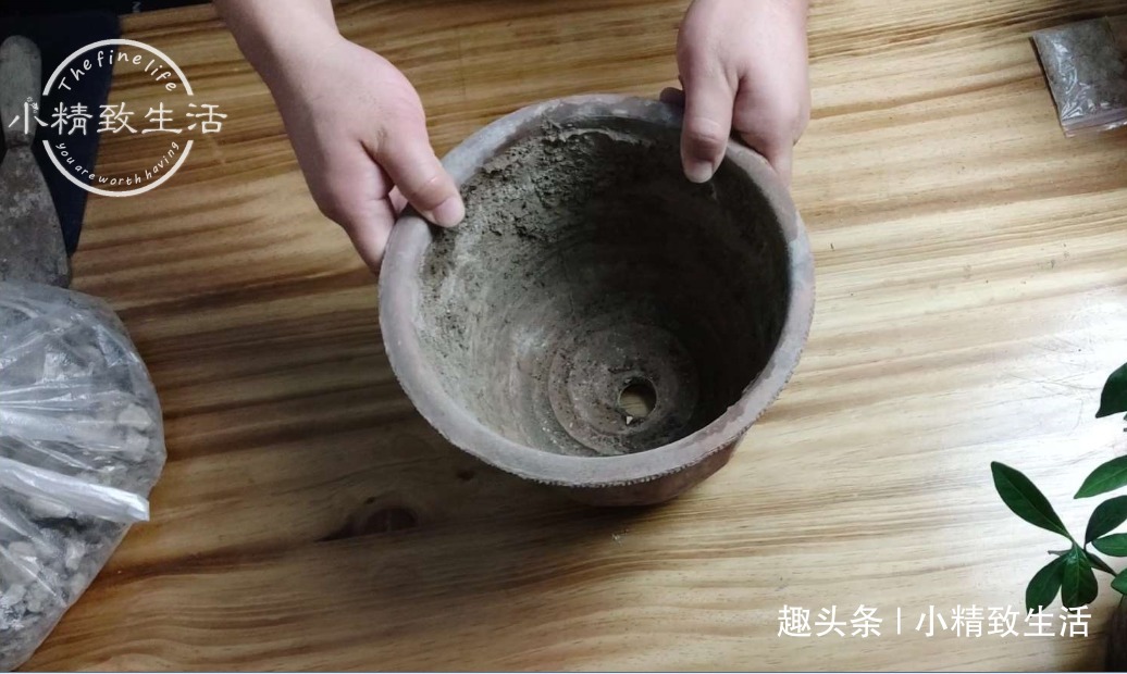 栀子花买回家,上盆分6个步骤,用9张图说明,完整明了