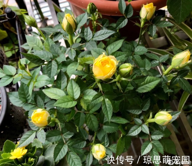 磷酸二氢钾|月季现在赶紧施肥，不然越长越差，上肥后月月开花