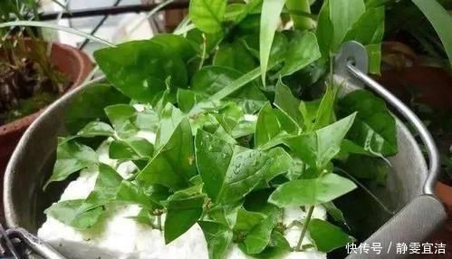 “3种花”扦插正当时,剪个枝插盆里,15天就生根,成活率高