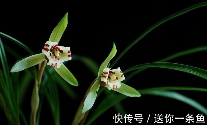 兰花|七言绝句◆空谷幽兰