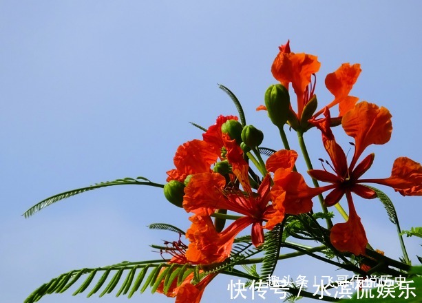 鲜花|此花花朵像凤凰一样，赤红色的花朵就像火焰，寓意着火热青春