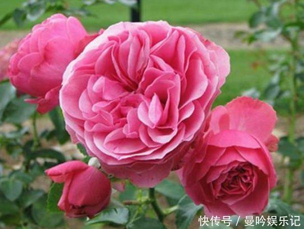 “4种花”漂亮又好养,四季花开不断,香飘溢满屋,阳台变花园