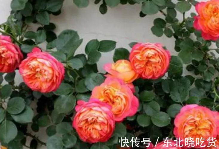 喜欢月季花养2种就够了,粗放管理,四季开花不断