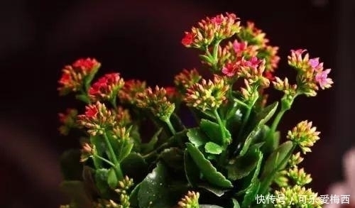 没有花的屋子, 怎么能叫做家呢 这10种花卉养在家里最适合