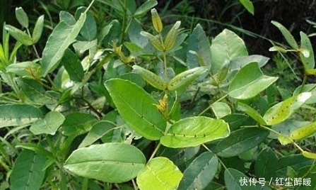 农村这种野草牲口躲着走,老中医眼中是治跌打旧积、风湿骨痛的宝