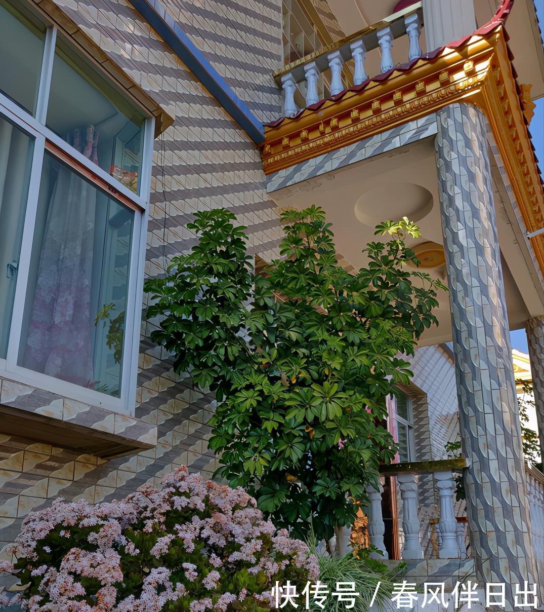 冬天0度下,个个玉树都“趴下”,歪七扭八变“鼻涕”,救不活啦