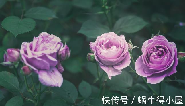 北方地区|北方种月季就是比南方好养又好看,别不服气,三个原因摆在这里