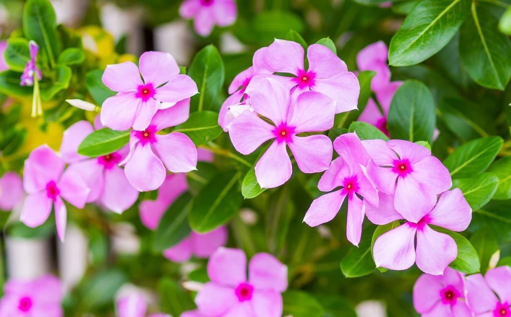 房前屋后都有的它,一年四季,花开不断,非常接地气
