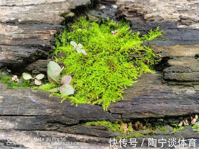 潮湿|院子里的阴凉角落,种上4种花,耐阴开花美,一年四季不用管