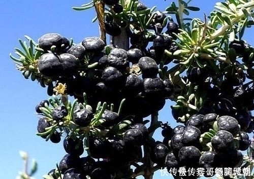 子宫|女人缺少雌激素容易老常吃4种食物,美白淡斑,预防子宫早衰