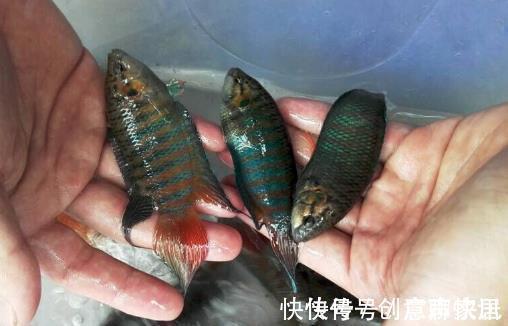 趴地虎|5种“逐渐消失”的小鱼,过去被嫌弃少人吃,如今却“价值不菲”