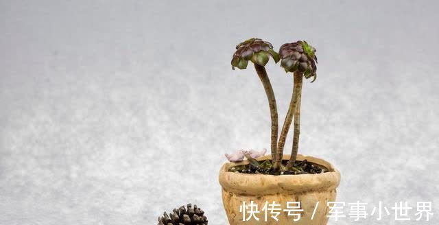 秋丽|养多肉却不会浇水，不用急，用好“四季浇水表”，不徒长不黑腐