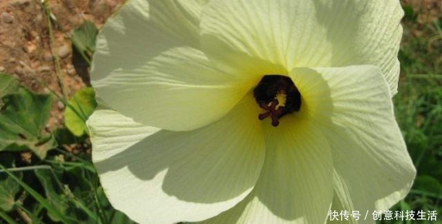 4种香气最迷人的花,桂花上榜,随意养一株都能让家里充满花香!