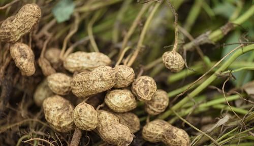 区别|生花生与熟花生有什么区别,哪一种对人体健康帮助更大看完再吃