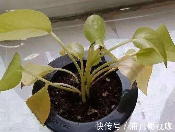 浇水|养绿植最怕“黄叶”，解决5大问题，叶片油亮亮，看着真喜人！