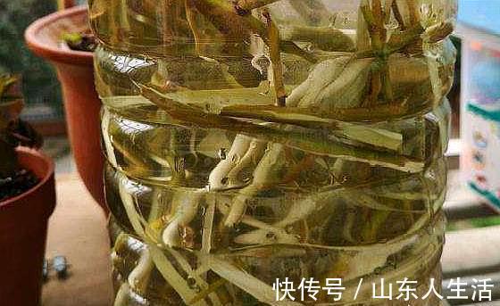浇花|什么啤酒，白糖水，都不如几滴“它”，养花生根效果特别棒！