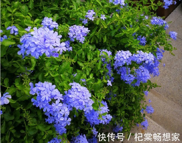 养花|新手养花,不如养盆花中精品“初乌”,厚重光泽,朴实华丽!