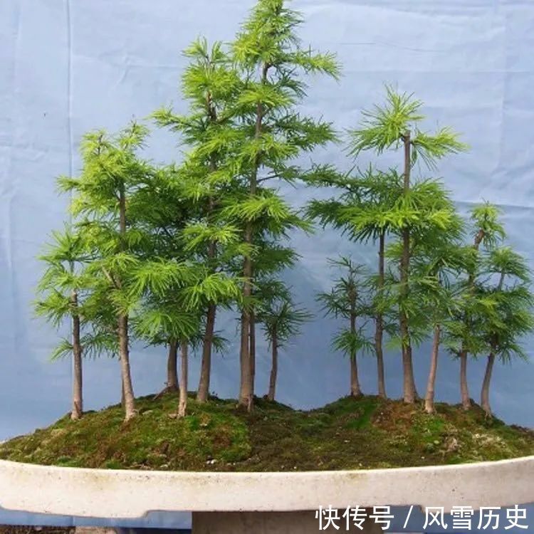 叶片|八种命里带“钱”的植物,家里养一盆,招财又旺运,你家养了几种