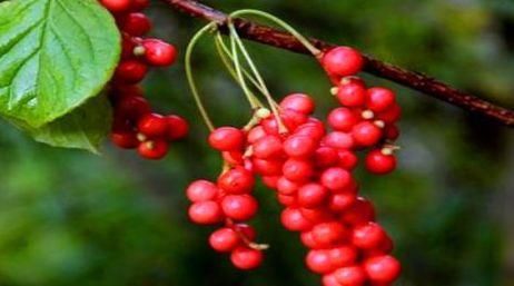 聪明的人|聪明的人喜欢吃三种食物,美白护肤、延缓衰老,好处多多!